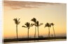 Row of palm trees along breakwater at sunset by Anonymous