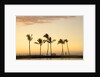 Row of palm trees along breakwater at sunset by Anonymous
