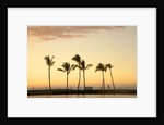 Row of palm trees along breakwater at sunset by Anonymous