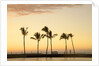 Row of palm trees along breakwater at sunset by Anonymous