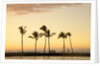 Row of palm trees along breakwater at sunset by Anonymous