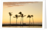 Row of palm trees along breakwater at sunset by Anonymous