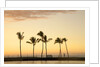 Row of palm trees along breakwater at sunset by Anonymous