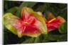 Close up view of 2 red/green anthurium in a garden by Anonymous