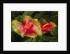 Close up view of 2 red/green anthurium in a garden by Anonymous