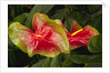 Close up view of 2 red/green anthurium in a garden by Anonymous