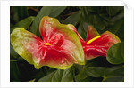 Close up view of 2 red/green anthurium in a garden by Anonymous