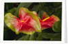 Close up view of 2 red/green anthurium in a garden by Anonymous