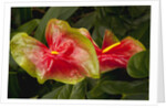 Close up view of 2 red/green anthurium in a garden by Anonymous