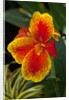 Close up view of yellow-edged red canna lily blossom in garden setting by Anonymous