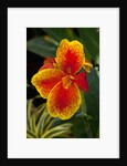 Close up view of yellow-edged red canna lily blossom in garden setting by Anonymous