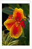 Close up view of yellow-edged red canna lily blossom in garden setting by Anonymous