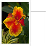 Close up view of yellow-edged red canna lily blossom in garden setting by Anonymous