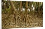 Prop roots of Hawaiian Hala trees by Anonymous