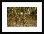 Prop roots of Hawaiian Hala trees by Anonymous