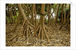 Prop roots of Hawaiian Hala trees by Anonymous