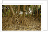 Prop roots of Hawaiian Hala trees by Anonymous