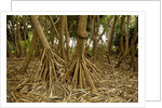 Prop roots of Hawaiian Hala trees by Anonymous