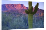 Saguaro cacti with red mesa and sky beyond by Anonymous