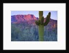 Saguaro cacti with red mesa and sky beyond by Anonymous