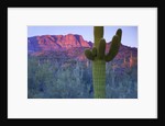 Saguaro cacti with red mesa and sky beyond by Anonymous