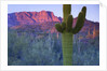 Saguaro cacti with red mesa and sky beyond by Anonymous