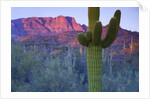 Saguaro cacti with red mesa and sky beyond by Anonymous