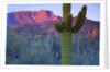 Saguaro cacti with red mesa and sky beyond by Anonymous