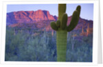 Saguaro cacti with red mesa and sky beyond by Anonymous