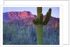 Saguaro cacti with red mesa and sky beyond by Anonymous