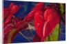 Variety of cut red Anthurium flowers against blue background by Anonymous