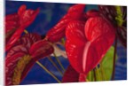 Variety of cut red Anthurium flowers against blue background by Anonymous