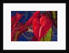 Variety of cut red Anthurium flowers against blue background by Anonymous