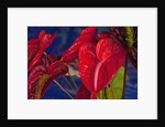 Variety of cut red Anthurium flowers against blue background by Anonymous