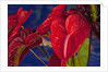 Variety of cut red Anthurium flowers against blue background by Anonymous