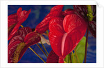 Variety of cut red Anthurium flowers against blue background by Anonymous