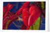 Variety of cut red Anthurium flowers against blue background by Anonymous