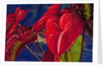 Variety of cut red Anthurium flowers against blue background by Anonymous