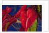Variety of cut red Anthurium flowers against blue background by Anonymous