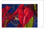 Variety of cut red Anthurium flowers against blue background by Anonymous