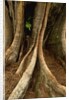 Close up view of trunk and roots of Ironwood Tree by Anonymous