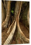 Close up view of trunk and roots of Ironwood Tree by Anonymous