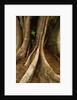Close up view of trunk and roots of Ironwood Tree by Anonymous