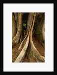 Close up view of trunk and roots of Ironwood Tree by Anonymous