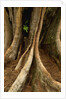 Close up view of trunk and roots of Ironwood Tree by Anonymous