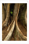 Close up view of trunk and roots of Ironwood Tree by Anonymous