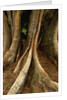 Close up view of trunk and roots of Ironwood Tree by Anonymous