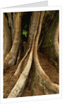 Close up view of trunk and roots of Ironwood Tree by Anonymous