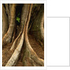 Close up view of trunk and roots of Ironwood Tree by Anonymous