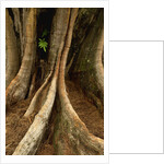 Close up view of trunk and roots of Ironwood Tree by Anonymous